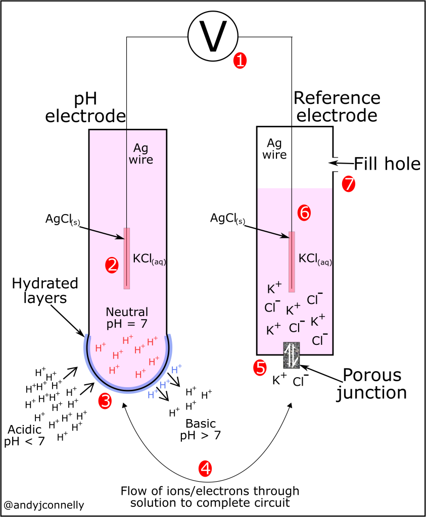 simplified diagram of a pH electrode